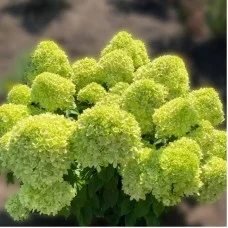 Aedhortensia Little Apple